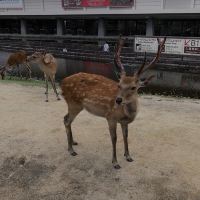 評論圖片 1