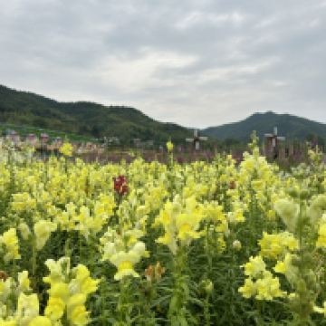 評論圖片 4