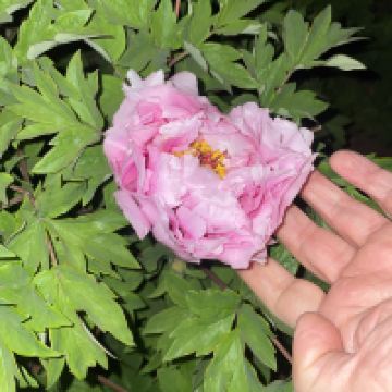 評論圖片 3