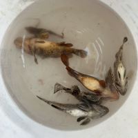 評論圖片 1