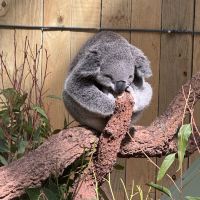 評論圖片 1