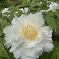 評論圖片 4