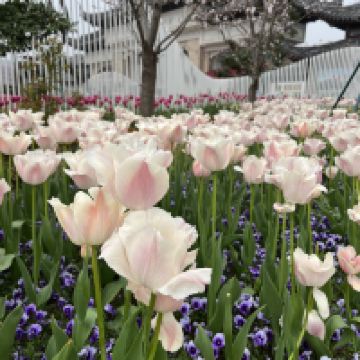 評論圖片 4