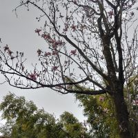 評論圖片 9