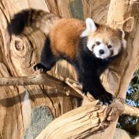 評論圖片 2