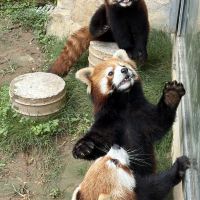 評論圖片 3