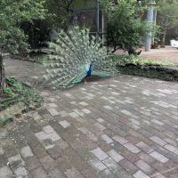 評論圖片 1