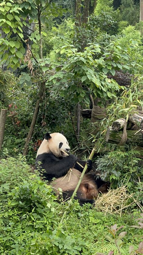Panda Valley Tickets [2026] - Promos, Prices, Reviews & Opening