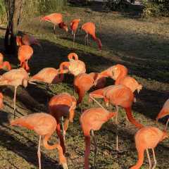 Zoo Aquarium de Madrid