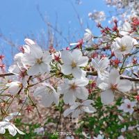評論圖片 4