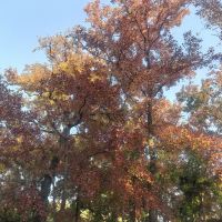 評論圖片 2