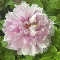 評論圖片 9