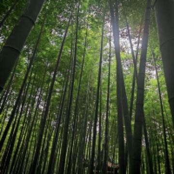 評論圖片 1