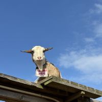 評論圖片 3