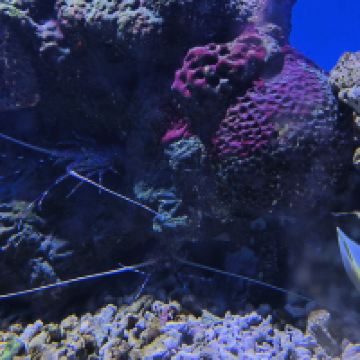 評論圖片 1