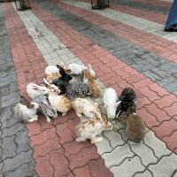 評論圖片 3