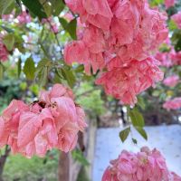 評論圖片 3