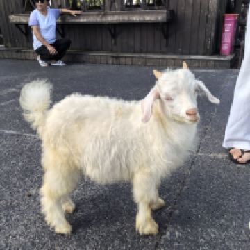 評論圖片 1