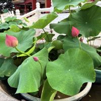 評論圖片 6