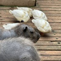 評論圖片 6