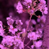 評論圖片 5