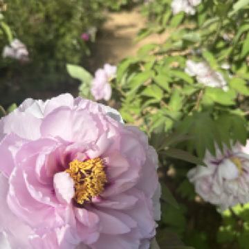 評論圖片 6