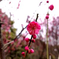 評論圖片 1