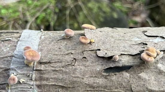 很奇妙！在森林中的感覺，下午躺在小院子里，看見樹上的小松鼠，