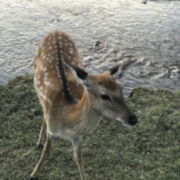評論圖片 8