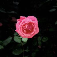 評論圖片 2