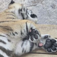 評論圖片 2