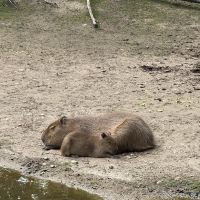 評論圖片 6