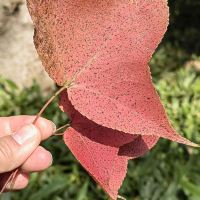 評論圖片 5