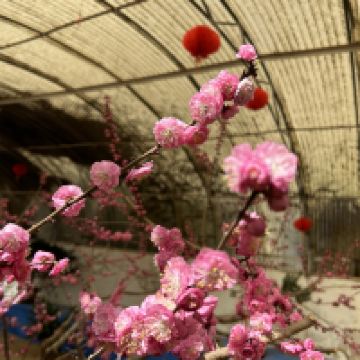 評論圖片 4