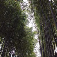 評論圖片 8