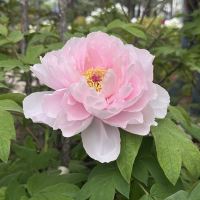 評論圖片 6