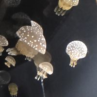 評論圖片 4