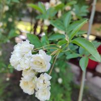 評論圖片 1