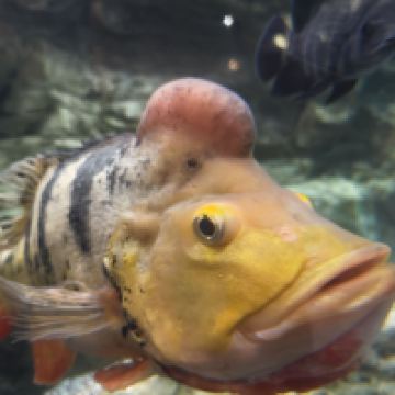 評論圖片 5