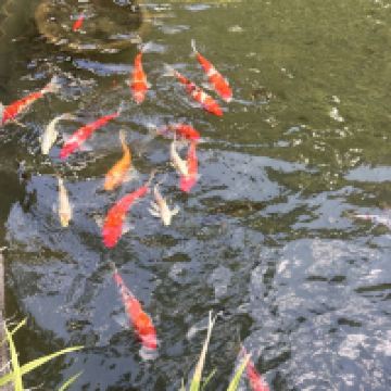 評論圖片 1