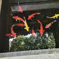 評論圖片 1