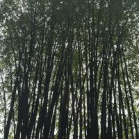 評論圖片 5