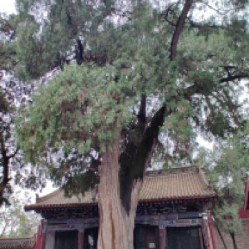 評論圖片 1