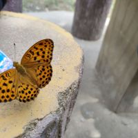 評論圖片 6