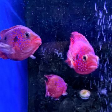 評論圖片 3