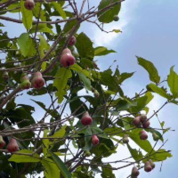 評論圖片 9