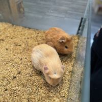 評論圖片 1