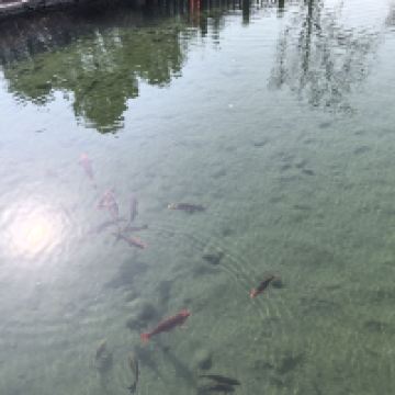 評論圖片 1