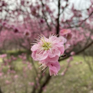 評論圖片 1