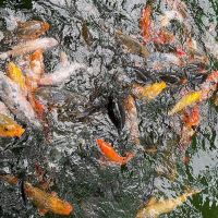 評論圖片 3